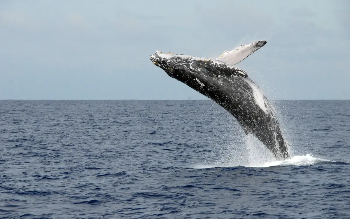 avistamiento de ballenas