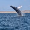 avistamiento de ballenas jorobadas en Boa Vista