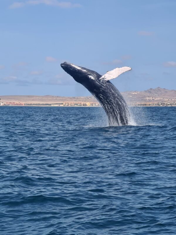 avistamiento de ballenas jorobadas en Boa Vista