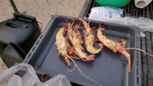 langosta a la barbacoa en boa vista cabo verde deliciosa langosta a la barbacoa en boa vista cabo verde