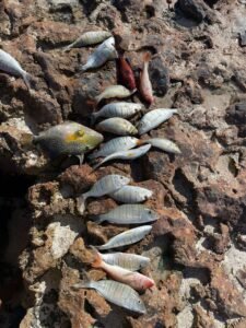 pesca en bote tradicional boa vista cabo verde 7