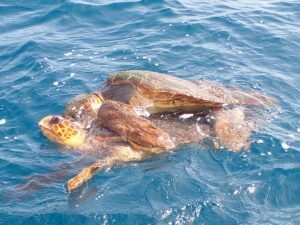 catamaran isla de sal con snorkeling (2)