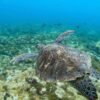disfruta de esta magnifica aventura Snorkeling Isla de Sal