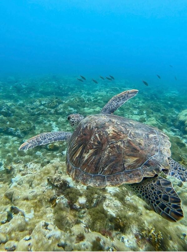 disfruta de esta magnifica aventura Snorkeling Isla de Sal